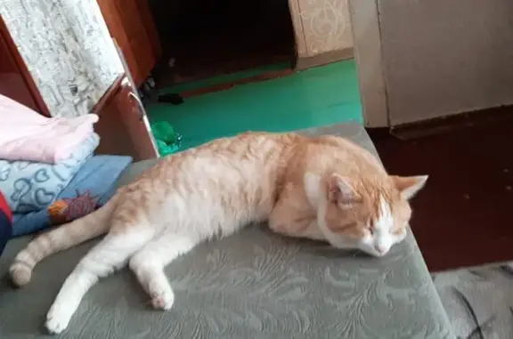 Пропал кот, Газетная улица, 87, Нижний Тагил - рыже-белый с белым огонечком на лбу - photo