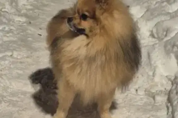 Найдена собака, Химки, фото: Найден собака, мужской, улица Дружбы, 9, Химки - ухоженный, тёмно-рыжий