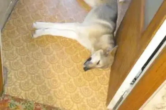 Найдена собака, Рославль, фото: Найдена собака, Пролетарская улица, 88-92, Рославль - добрая и ласковая