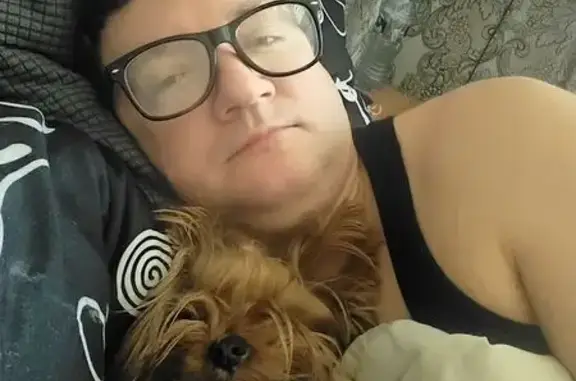 Пропала собака, Чарджуйская улица, 59, Волгоград - рыжий йоркширский терьер - photo