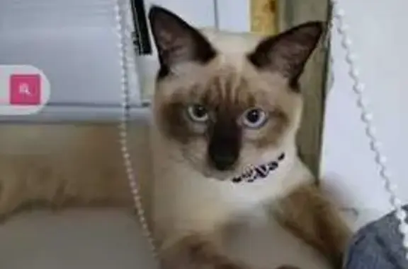 Пропал кот, улица Льва Толстого, 40, Кимры - тайский, потемнел на зиму - photo