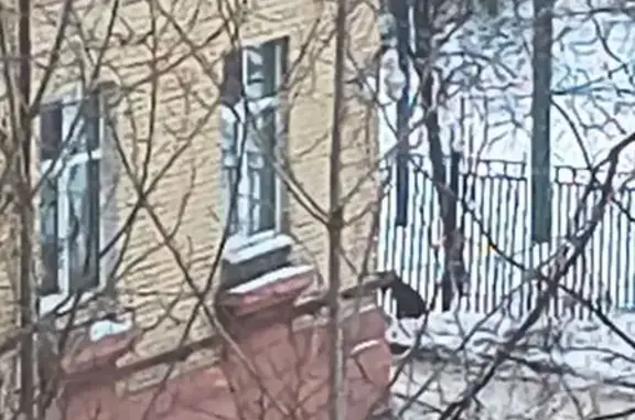 Найдена собака, Санкт-Петербург, фото: Найдена собака, Фарфоровская улица, 30, Санкт-Петербург - гладкошёрстная, порода типа салюки