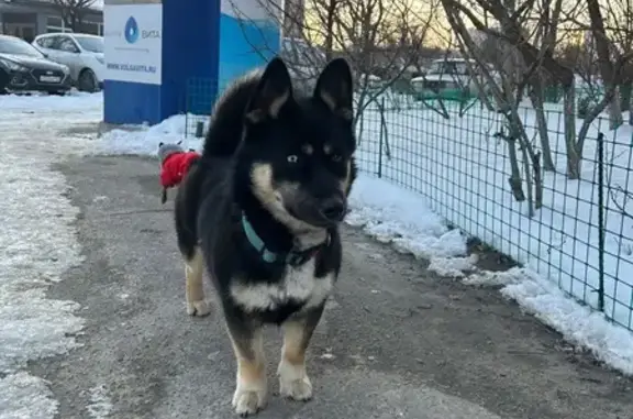 Найдена собака, улица Рихарда Зорге, 55, Волгоград - спокойная с голубым глазом - photo