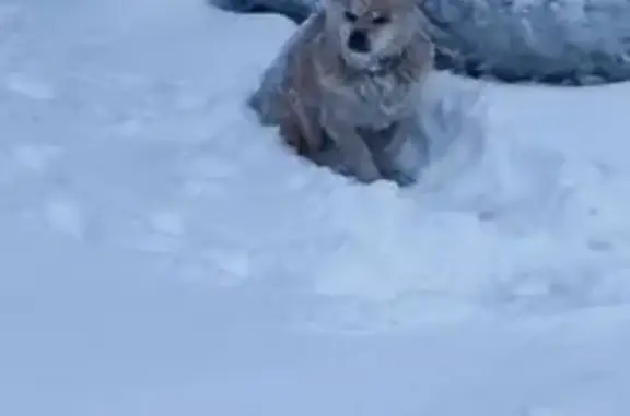 Найденные животные Горно-Алтайск, фото: Найдена собака, улица Ленина, 118, Горно-Алтайск