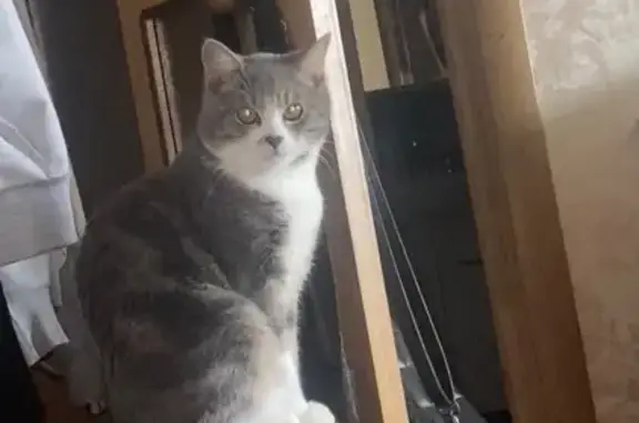 Пропал кот, улица Володарского, 4А, Трубчевск - photo