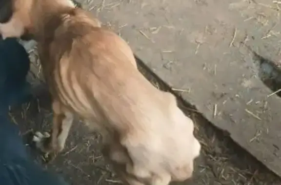 Найдена собака, Липецк, фото: Найдена собака, женский пол, городской округ Липецк, Липецкая область - светло-рыжий окрас