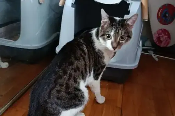 Найдена кошка, Люберцы, фото: Найден кот, Инициативная улица, 3В, Люберцы - бело-коричневый окрас, молодой