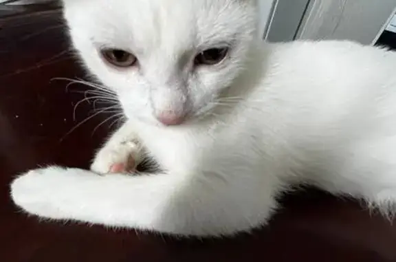 Пропал кот, улица Половинкиной, 71А, Пудость - белый с рыжим пятном на хвосте - photo