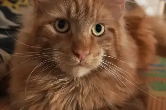 Пропал кот, улица Криницкого, 20, городской округ Тверь - рыжий, кастрированный - photo