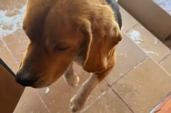 Найдена собака, Стерлитамак, фото: Найдена собака, Ольховская улица, 55, Стерлитамак - с ошейником