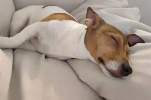 Пропала собака, Крюково, Московская область - белый щенок джек рассел с рыжими пятнами - photo