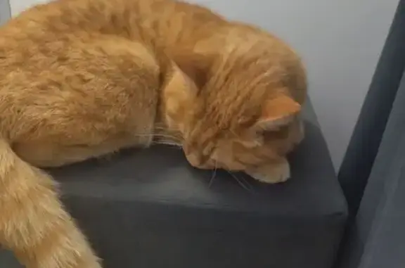 Найденные животные Салават, фото: Найден кот, улица Гафури, 2/11, Салават - рыжий, кастрированный, ласковый