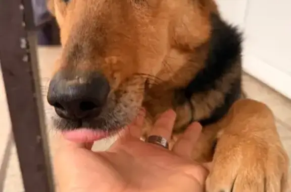 Найдена собака, Краснодар, фото: Найдена собака, женский пол, улица Тургенева, Краснодар