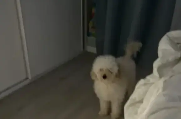 Пропала собака, улица Лазарева, Томск - светлая той-пудель Тесс - photo