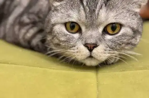 Найдена кошка, Чебоксары, фото: Найдена кошка, проспект Ленина, Чебоксары