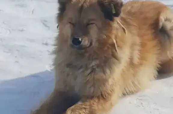 Найденные животные Новосибирск, фото: Найдена собака, улица Виктора Шевелёва, 34, Новосибирск - рыжая и лохматая