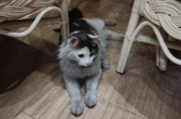 Найдена кошка, Иркутск, фото: Найдена кошка, улица Вампилова, Иркутск