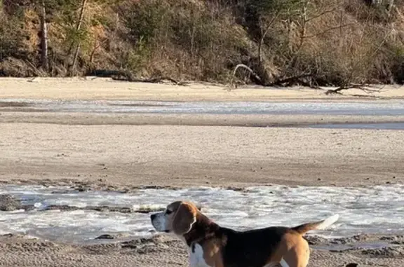 Пропал собака, мужской, Цветочная улица, Нижний Новгород - триколор бигль - photo