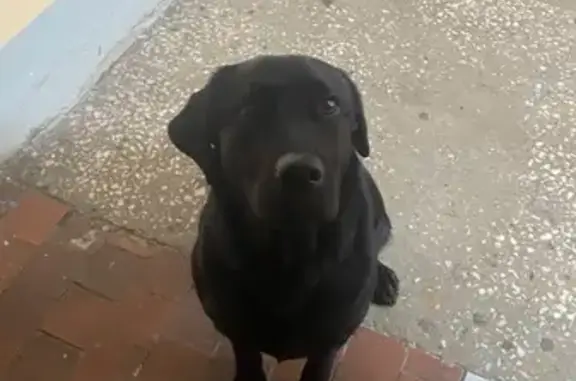 Найдена собака, Бийск, фото: Найдена собака, Красноармейская улица, 174, Бийск - чёрный лабрадор, умная девочка