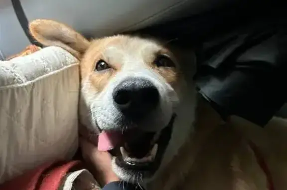 Пропала собака, улица Энгельса, 29А, Раменское - photo