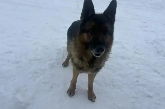 Найденные животные Брянск, фото: Найден собака, мужской, Чайковичи, ул Солнечная, Брянск