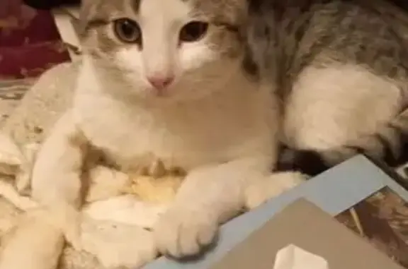 Кошки потеряшки, Псков, фото: Потеряшка кот, Юбилейная улица, 93А, Псков - белый с серыми пятнами