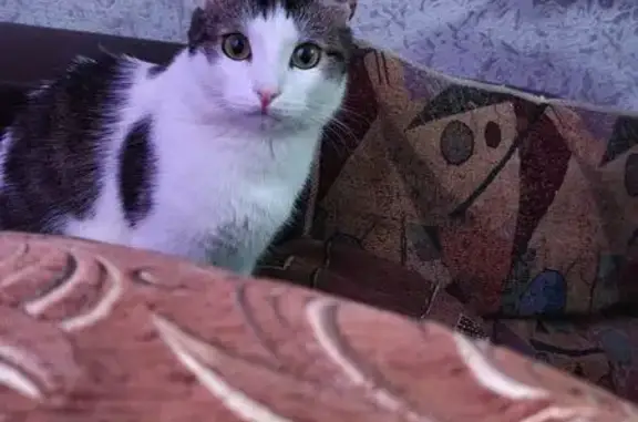 Пропал кот, Уральская улица, 9...