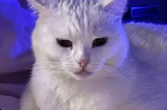 Пропала кошка, улица Свердлова, Добрянка - photo