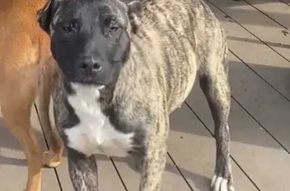 Найдена собака, Красносельское, фото: Найдена собака женский, 03Н-190, Красносельское - тигровый и песочный окрас, контакт с детьми отличный