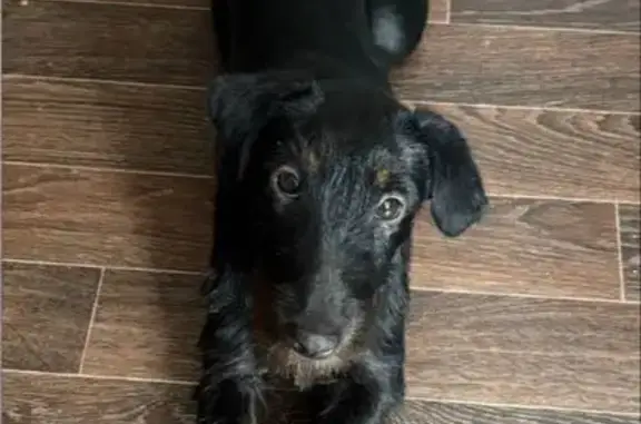 Пропала собака, девочка, улица Заслонова, 2А, Новосибирск - photo