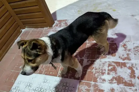 Найдена собака, Кострома, фото: Найден собака, Студенческий проезд, 21, Кострома - молодой кабель с оторванным поводком