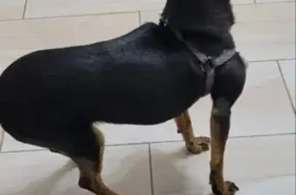 Найдена собака, Калининград, фото: Найдена собака, девочка, Калининград, остановка 