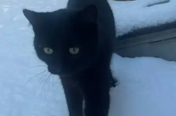 Пропала кошка, улица Варфоломеева, Ростов-на-Дону - photo