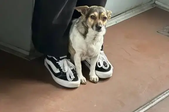 Собаки потеряшки, Восход, фото: Потеряшка собака, Центральная улица, Восход - триколорная девочка по кличке Мотя