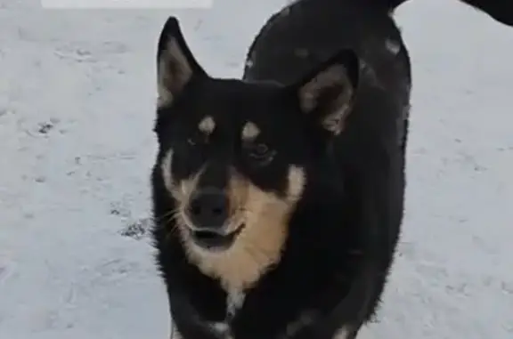 Собаки потеряшки, Большое Исаково, фото: Потеряшка собака, Большое Исаково, Калининградская область