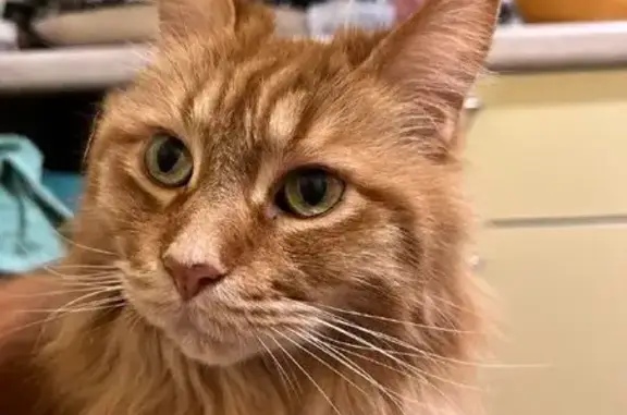 Пропала кошка, улица Чайковско...