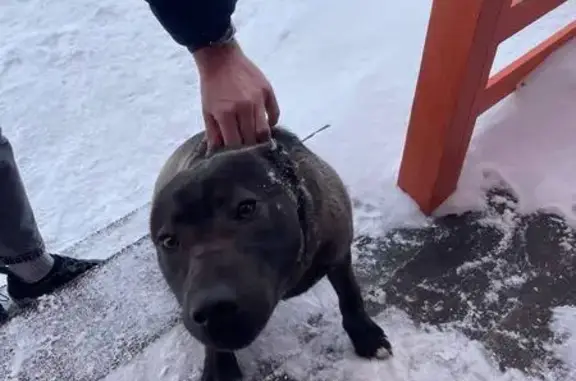 Найдена собака, Ржавка, фото: Найден собака, 22К-0030, Ржавка - молодой метис с купированными ушами