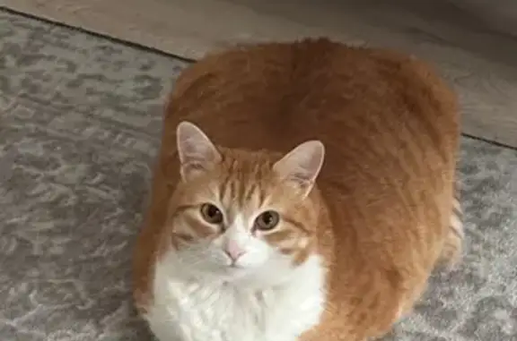 Пропал кот, Приморское шоссе,...