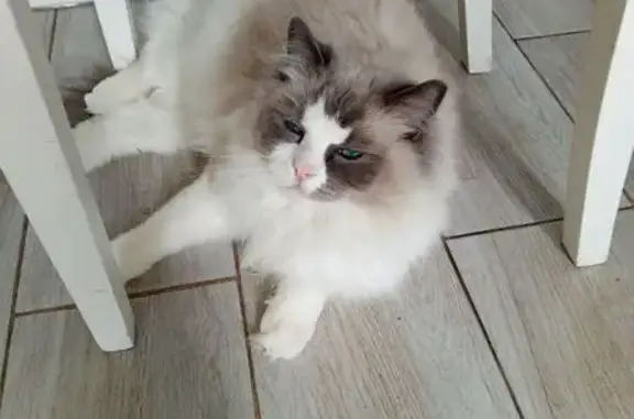 Пропала кошка, улица Авиаторов, 5 к2, Москва - photo