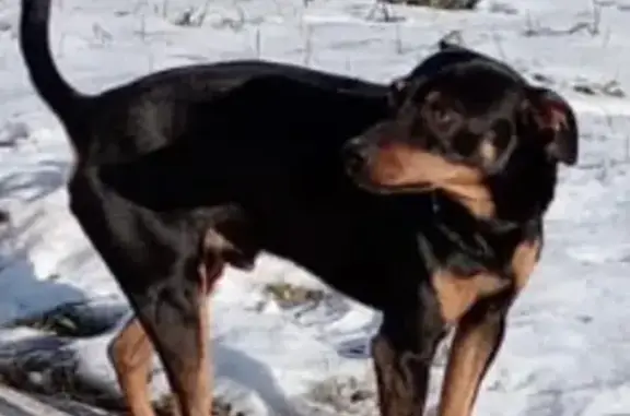 Пропала собака, Бийская улица, Горно-Алтайск - photo