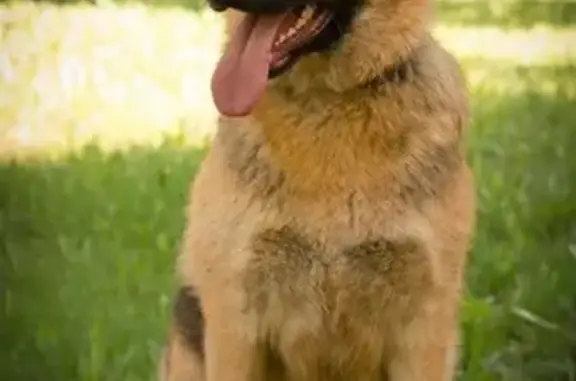 Пропала собака, женский пол, улица Мазы, 10, Саранск - photo