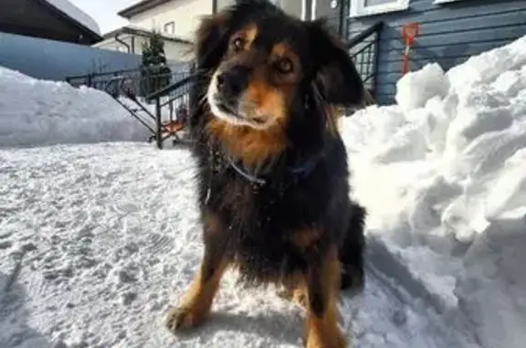 Найдена собака, Домодедово, фото: Найдена собака Мальчик, Домодедово (rf1147470)