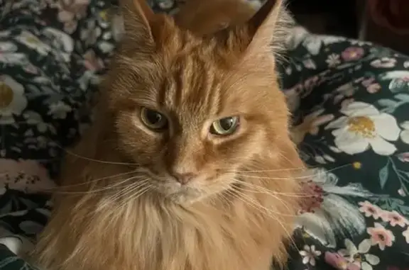 Пропала кошка, улица Чайковско...