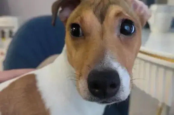 Пропала собака, Луганская улица, 53, Крюково - маленькая и очень дружелюбная девочка - photo