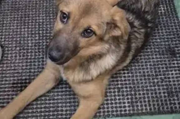 Найдена собака, Липецк, фото: Найдена собака, улица А. Г. Стаханова, Липецк - очень умная и молодая