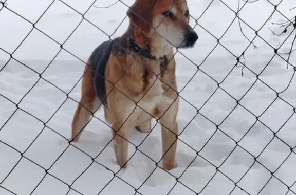 Найдена собака, Трояново, фото: Найдена собака, Селецкая улица, Ажово - имеет ошейник