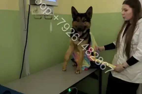 Найдена собака, Рузский городской округ, фото: Найден щенок, Минское шоссе и А-108, Рузский городской округ - повреждена лапа