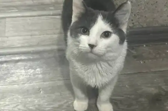 Пропал кот, улица Зубковой, 4, Рязань - возможно, выбежал в подъезд - photo