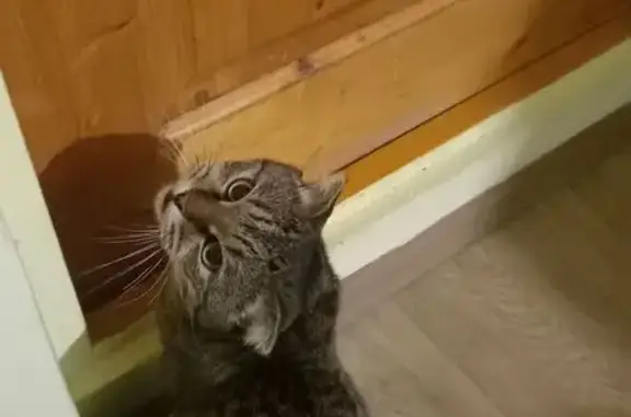 Пропал кот, Днепрогэсовская ул...