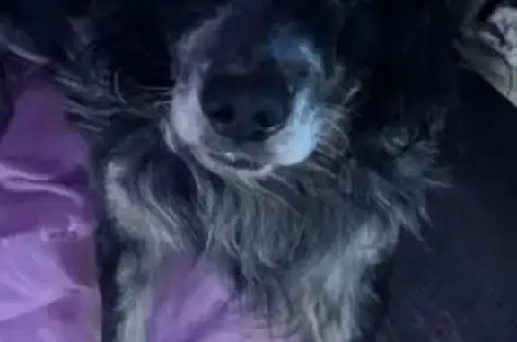 Потерянные животные Петропавловск-Камчатский, фото: Пропала собака, Комсомольская улица, Петропавловск-Камчатский